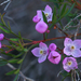 Pink Boronia - Photo (c) Eric in SF, all rights reserved, uploaded by Eric Hunt