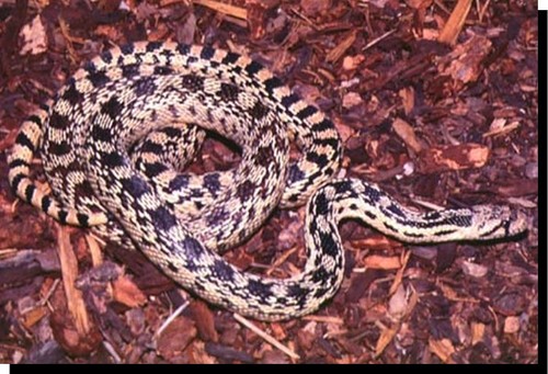 Gopher Snake (idaho Reptiles) · Inaturalist