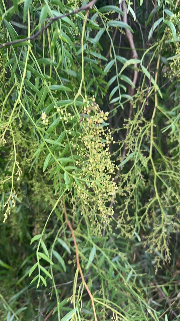 Peruvian Pepper Tree From Modoc Rd Santa Barbara Ca Us On June