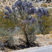Smoke Tree - Photo (c) BJ Stacey, all rights reserved