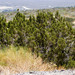 Juniperus californica - Photo (c) BJ Stacey, כל הזכויות שמורות