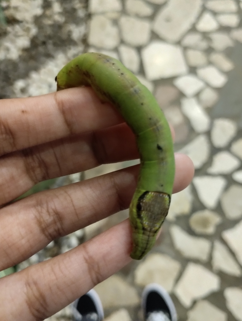 Elegant Hawkmoth From Paris Van Java Lantaicl H W Cp Cipedes Kec