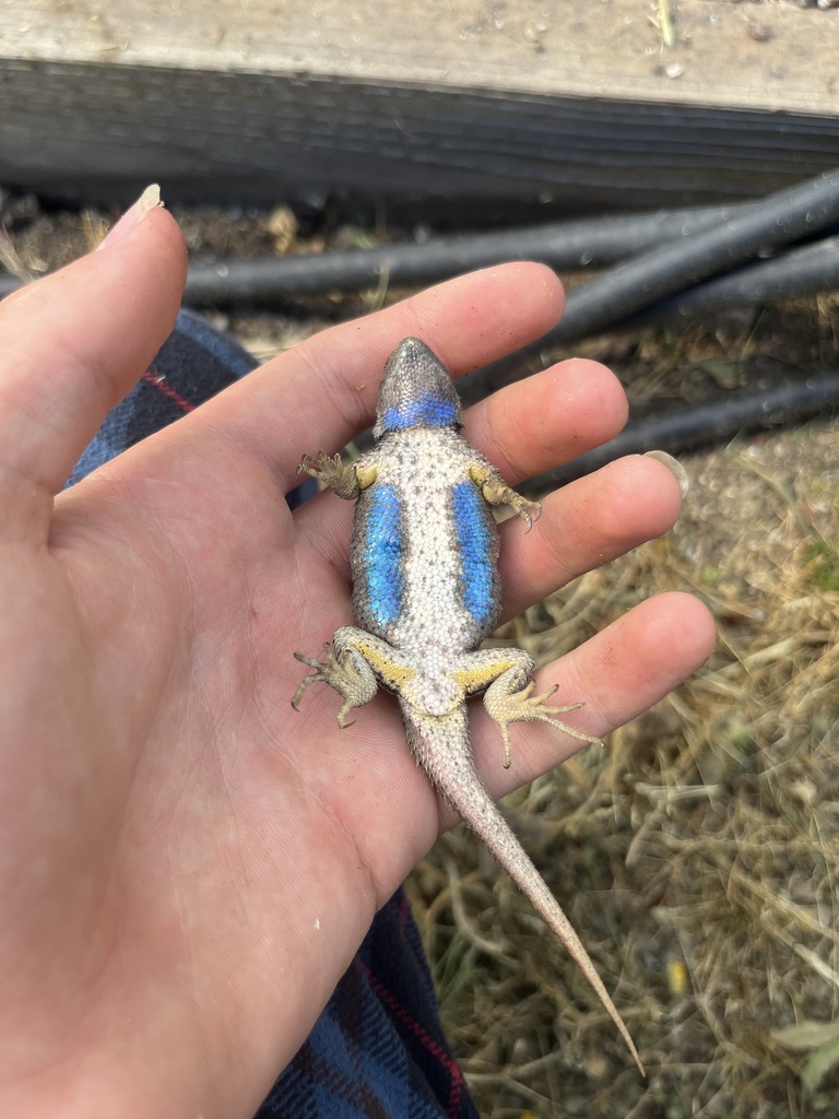 Western Fence Lizard From Hansen Rd Honeydew CA US On June 9 2024