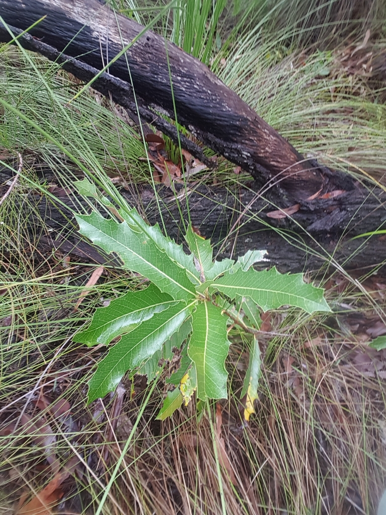 Woody Pear From Cooloola Excl Gympie Great Sandy AU QL AU On May