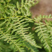 Hairy Brackenfern - Photo (c) 113675593665680248221, all rights reserved, uploaded by Michele Roman
