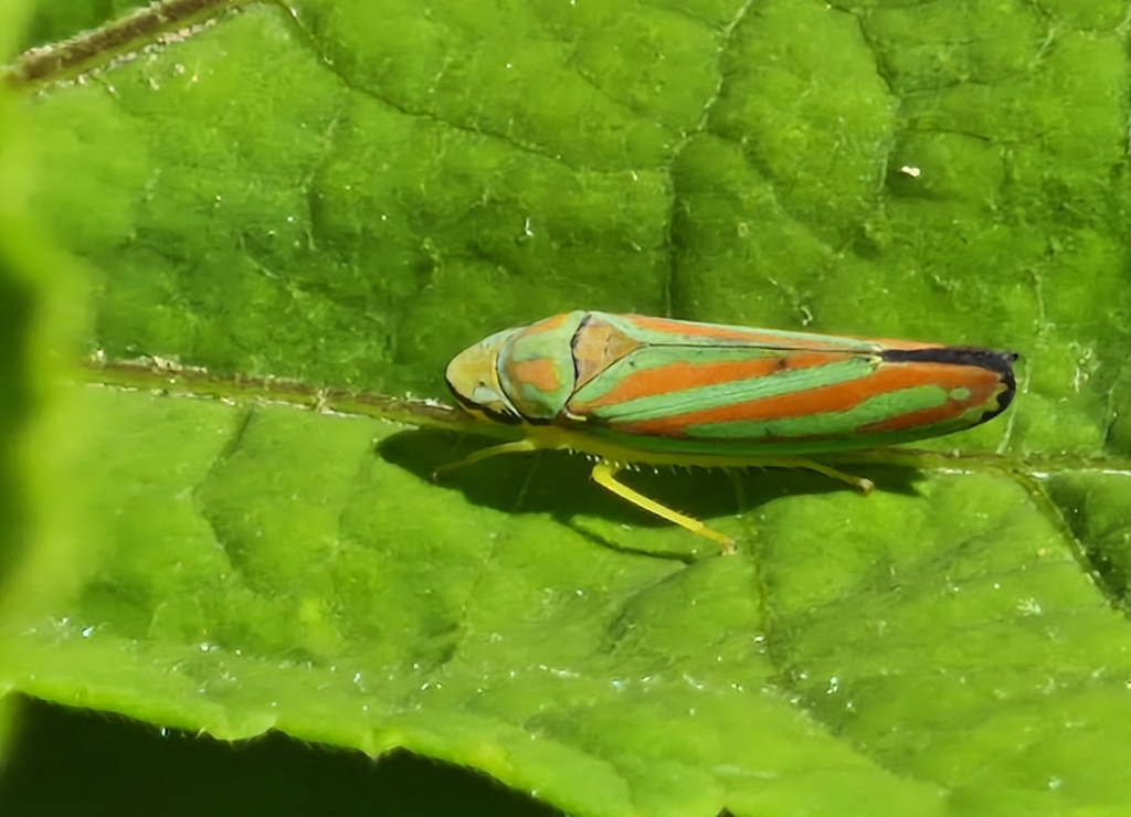 Red Banded Leafhopper From Rockville MD 20851 USA On June 11 2024 At