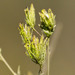 Cordylanthus rigidus setigerus - Photo (c) BJ Stacey, todos los derechos reservados