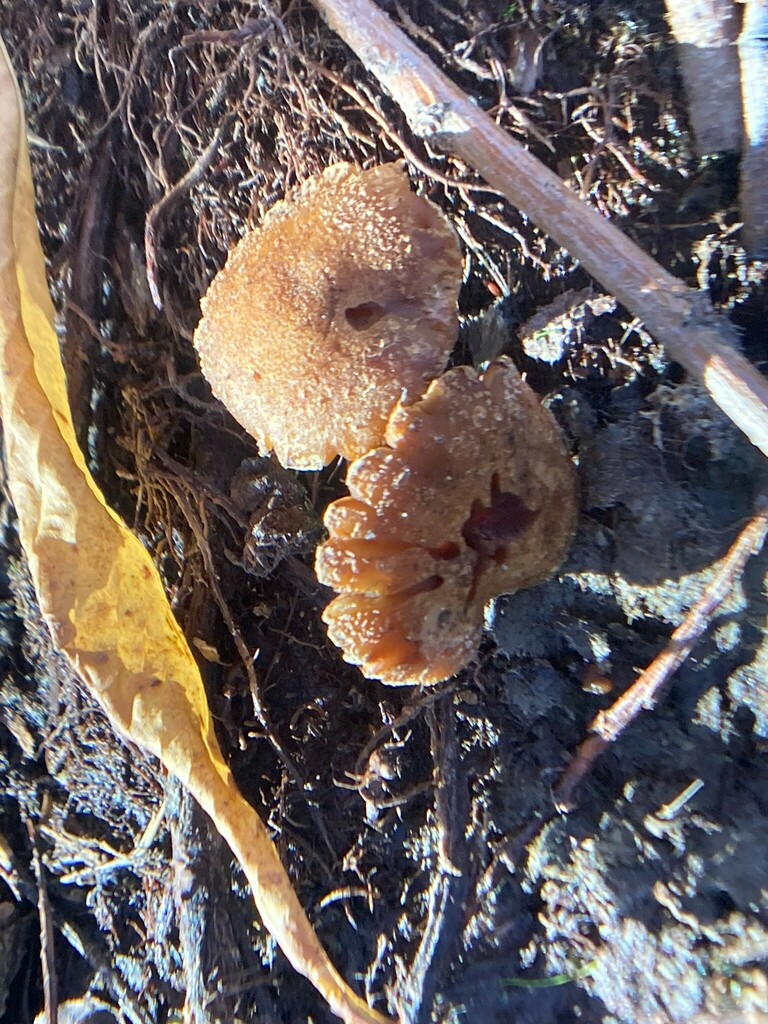 Fungi Including Lichens From Queenstown Lakes Otago New Zealand On