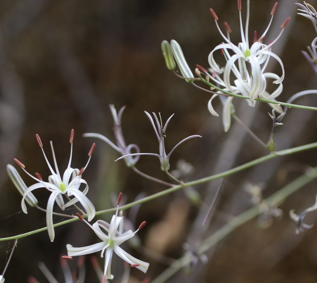 Wavy Leafed Soap Plant From Mount Tamalpais State Park Muir Beach CA