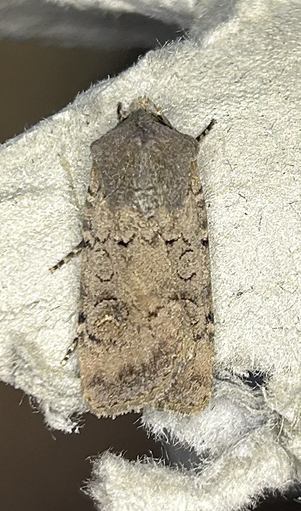 Cutworm Moths And Allies From Buena Vista Way Berkeley CA US On June