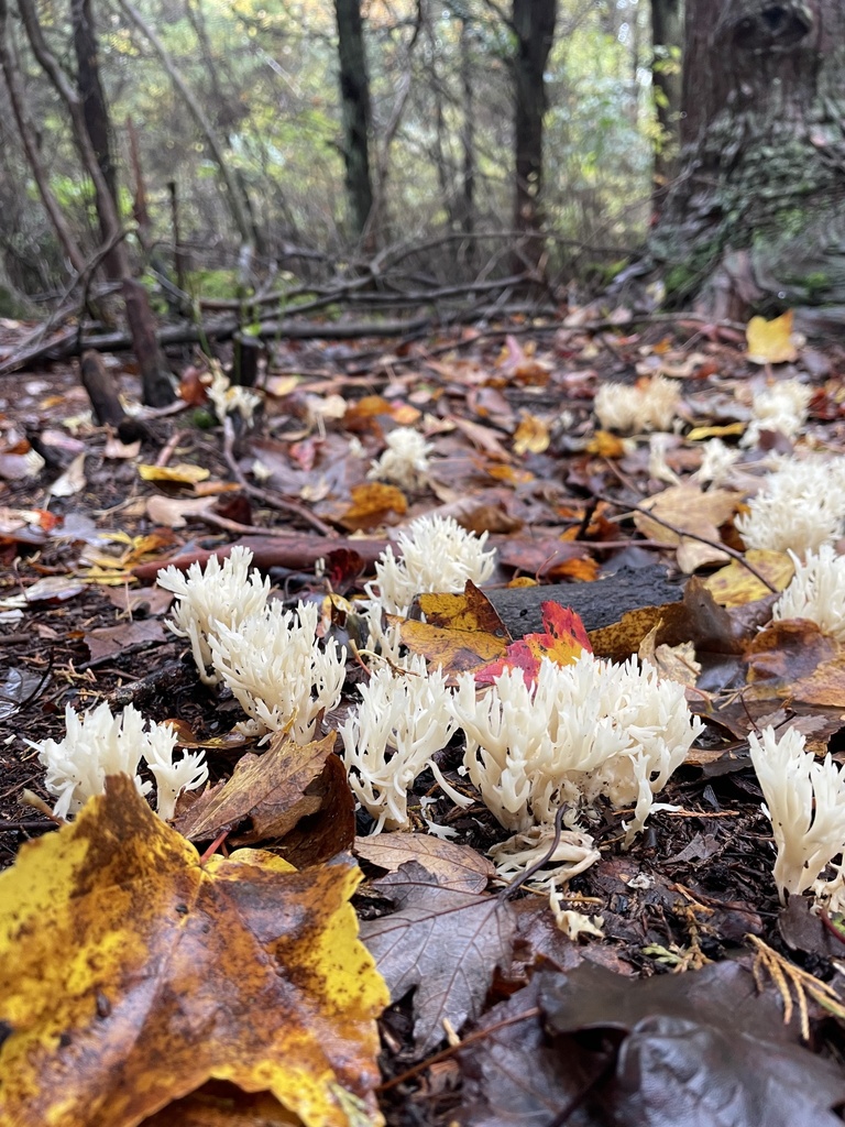 Mushrooms Bracket Fungi Puffballs And Allies From Ocean County US