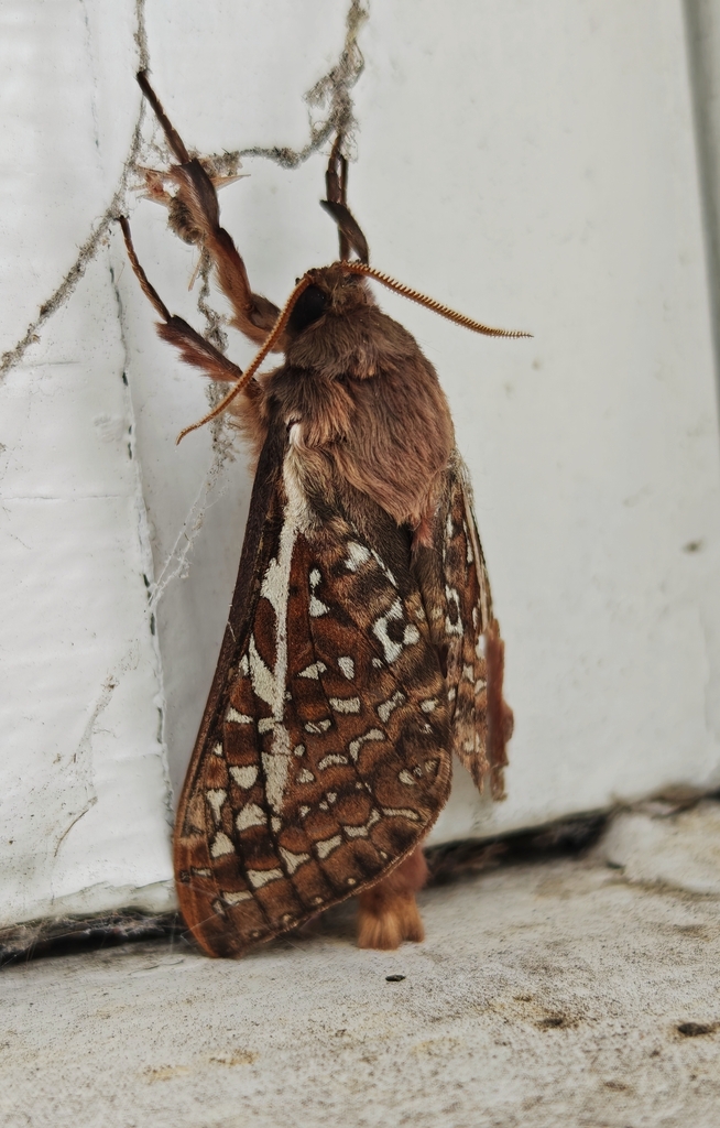 Southern Oxycanus From Rosebud Plaza Point Nepean Rd Rosebud Vic