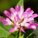 Trifolium resupinatum - Photo (c) Valter Jacinto, todos los derechos reservados