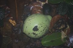 Image of Irvingia gabonensis