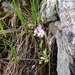 Primula laurentiana - Photo (c) Neil Vinson, todos los derechos reservados, uploaded by Neil Vinson