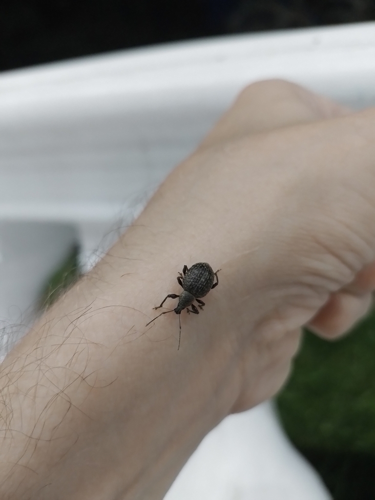 Rough Strawberry Root Weevil From Mj M Rm On June