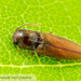 Glyphonyx recticollis - Photo (c) John and Kendra Abbott, all rights reserved, uploaded by John and Kendra Abbott
