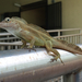 Anolis cristatellus - Photo (c) Marcus Andrade, כל הזכויות שמורות, uploaded by Marcus Andrade