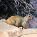 North American Rock Squirrels - Photo (c) Jennifer Vann, all rights reserved, uploaded by Jennifer Vann