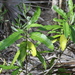 Solanum bahamense - Photo (c) Jay Keller, todos los derechos reservados, uploaded by Jay L. Keller