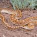 Painted Desert Glossy Snake - Photo (c) Chris Cirrincione (ChrisNM/Herps Of NM), all rights reserved, uploaded by Chris Cirrincione (ChrisNM/Herps Of NM)