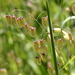 Greater Quaking Grass - Photo (c) curiousgeorge61, all rights reserved
