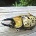 Eastern Hercules Beetle - Photo (c) sachagriffin, all rights reserved, uploaded by sachagriffin