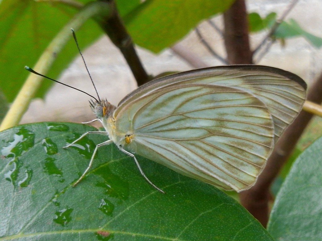 Ascia monuste monuste from Atlatlahucan, MR, MX on 2016년 06월 11일 (토) by mictlanaztek · iNaturalist Subspecies Ascia... 