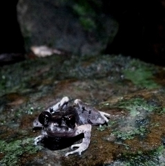 Small