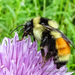 Tricolored Bumble Bee - Photo (c) Andrée Reno Sanborn, all rights reserved