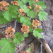 Ribes erythrocarpum - Photo (c) Dave Barry, todos los derechos reservados, uploaded by Dave Barry