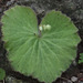 Begonia monophylla - Photo (c) Anne, todos los derechos reservados