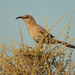 Leconte's Thrasher - Photo (c) Aaron Maizlish, all rights reserved, uploaded by Aaron Maizlish