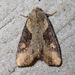 Double-lobed Moth - Photo (c) 107714670957221091332, all rights reserved, uploaded by Timothy Reichard