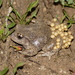 Disc-tongued Frogs - Photo (c) Bart, all rights reserved, uploaded by BJ Smit