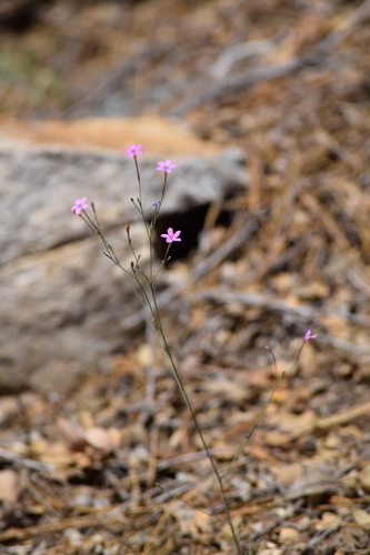 Subspecies Saltugilia splendens grantii · iNaturalist