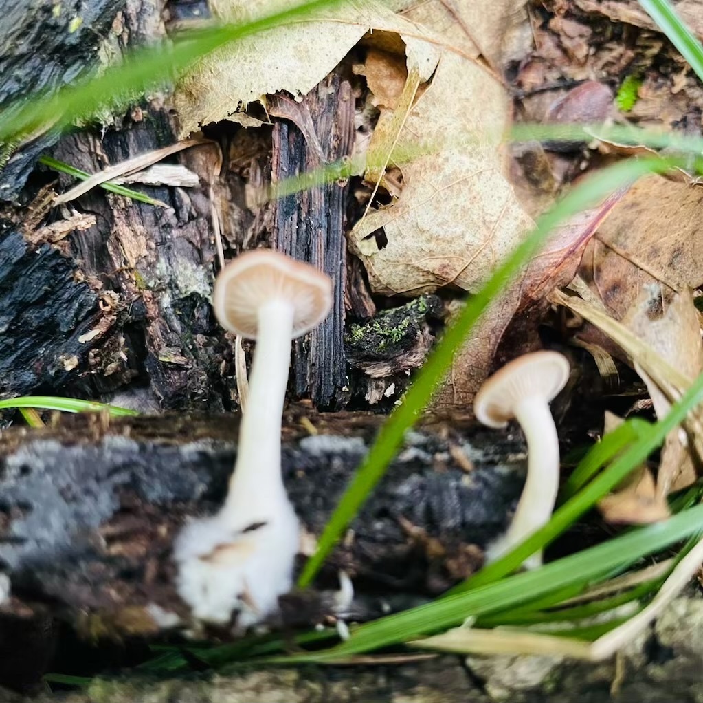 Common Gilled Mushrooms And Allies From Meramec State Park Sullivan