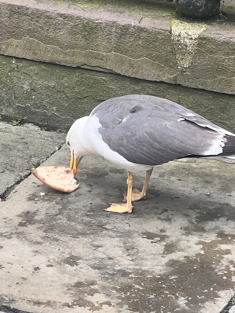 Lesser Black Backed Gull From Abbey Churchyard Bath England Gb On