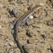 Orange-throated Whiptail - Photo (c) ernieslone, all rights reserved