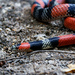 Brazilian False Coral Snake - Photo (c) Henrique Nogueira, all rights reserved