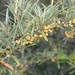 Sea-Buckthorn - Photo (c) naturalist, all rights reserved, uploaded by naturalist
