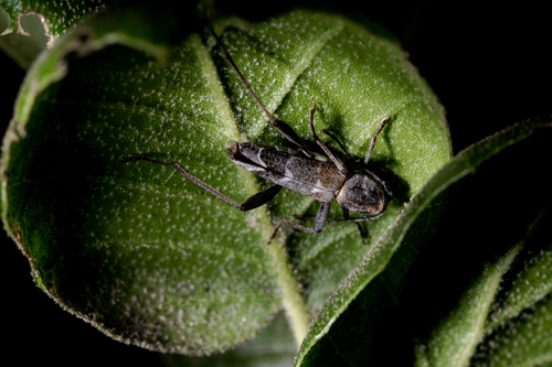 Neoclytus modestus · iNaturalist