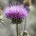 New Mexico Thistle - Photo (c) Cody Hough, all rights reserved, uploaded by Cody Hough