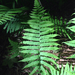 Silvery Glade Fern - Photo (c) Neil Vinson, all rights reserved, uploaded by Neil Vinson