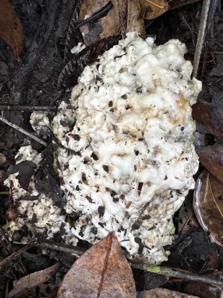 White Punk From Strickland State Forest Somersby Nsw Au On July