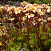 Tufted Saxifrage - Photo (c) Wendy Feltham, all rights reserved