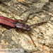 Parasitic Flat Bark Beetles - Photo (c) John and Kendra Abbott, all rights reserved, uploaded by John Abbott