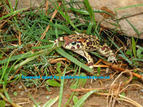 Bufo Pantherinus