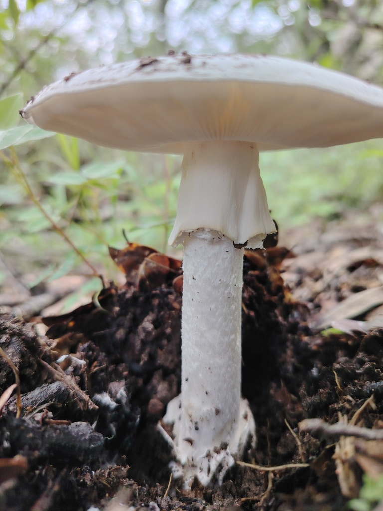 Amanitas Tecomates Matamoscas Y Hongos Trompeta Desde Guanajuato Gto