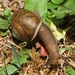 Globe Snails - Photo (c) John Ratzlaff, all rights reserved, uploaded by J. Allen Ratzlaff